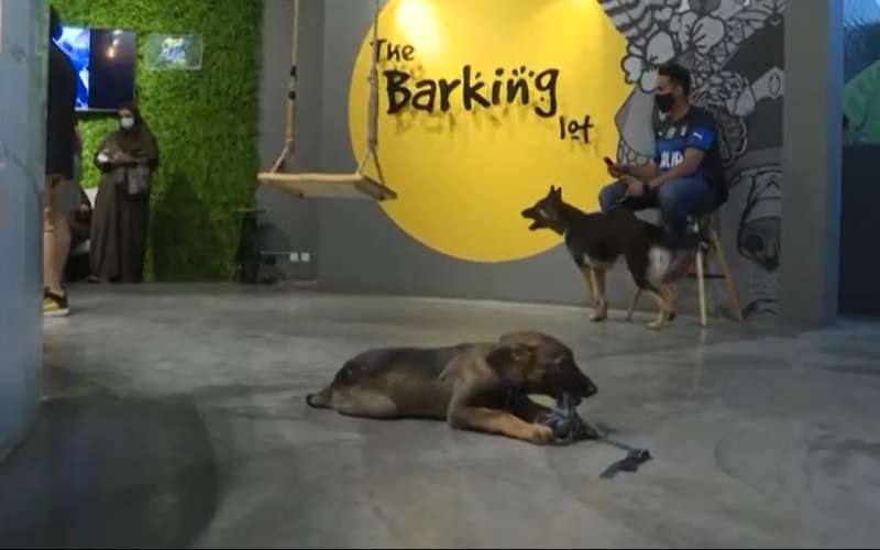 The Barking mengusung konsep bahwa pemilik anjing bisa membawa hewan peliharaannya. - Euronews