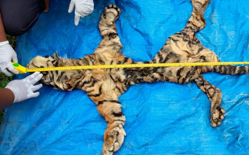 Barang bukti kulit harimau Sumatra (Panthera tigris sumatrae) yang disita petugas dalam operasi tangkap tangan terduga pelaku perdagangan organ satwa dilindungi di Desa Gegerung, Kecamatan Wih Pesan, Kabupaten Bener Meriah, Aceh.  - Istimewa