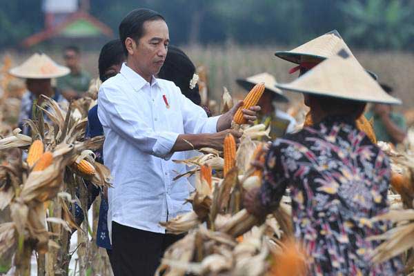 Presiden Joko Widodo memanen jagung bersama petani saat panen raya jagung di Perhutanan Sosial, Ngimbang, Tuban, Jawa Timur, Jumat (9/3/2018). - ANTARA/Zabur Karuru
