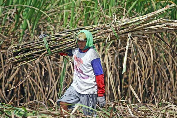 Buruh memanen tebu untuk dikirim ke pabrik gula di Ngawi, Jawa Timur, Selasa (8/8). - ANTARA/Ari Bowo Sucipto