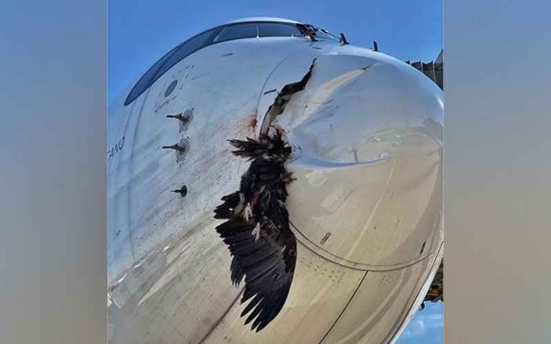 Pesawat maskapai Iberia ditabrak burung nasar sesaat sebelum mendarat di bandara di Madrid, Spanyol, Rabu 27 Oktober 2021 - Airlive.net