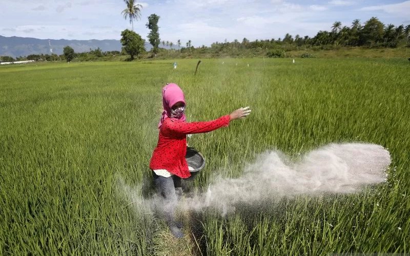Petani menabur pupuk pada tanaman padi di Aceh Besar, Aceh, Selasa (11/8/2020).  - ANTARA