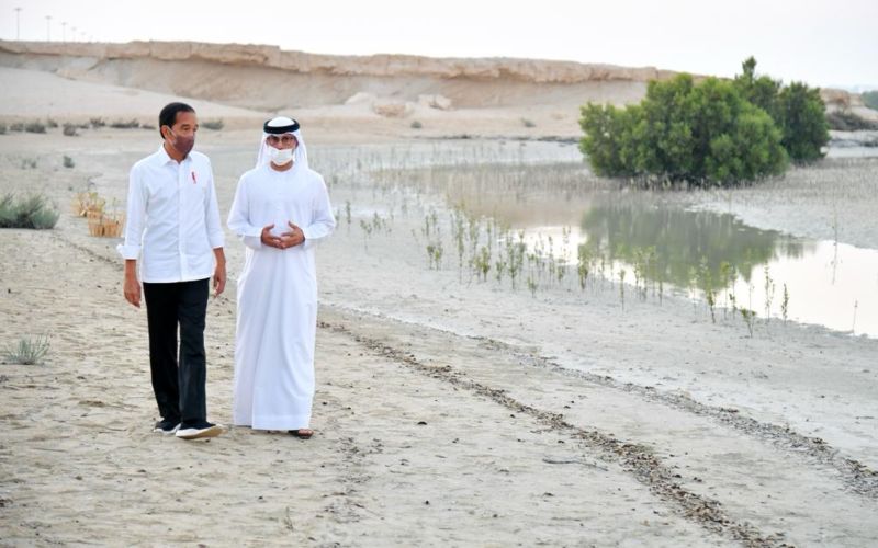 Momen Presiden Jokowi Tanam Mangrove di Abu Dhabi