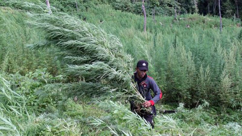 Polisi Cari Ladang Ganja yang Diduga Ditanam di Jayawijaya Papua