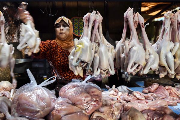 Ilustrasi : Pedagang daging ayam. - Antara/Zabur Karuru