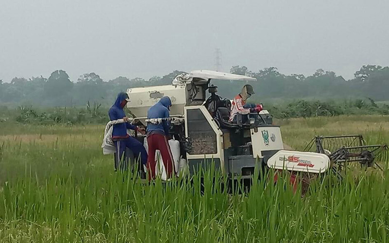 petani di Kabupaten Ogan Komering Ilir (OKI), Sumatra Selatan, memanen padi di sawahnya. istimewa