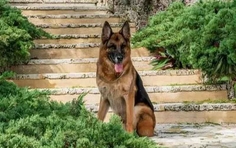 Mengenal Gunther IV, Anjing Paling Kaya di Dunia yang Tinggal di Rumah  Mewah Madonna - Kabar24 Bisnis.com