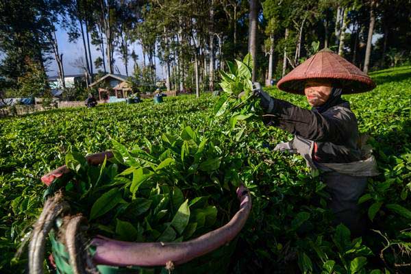 Pekerja memanen daun teh di kebun milik PTPN VIII, Desa Kertasari, Kabupaten Bandung, Jawa Barat, Senin (17/12/2018).  - Antara/Raisan Al Farisi