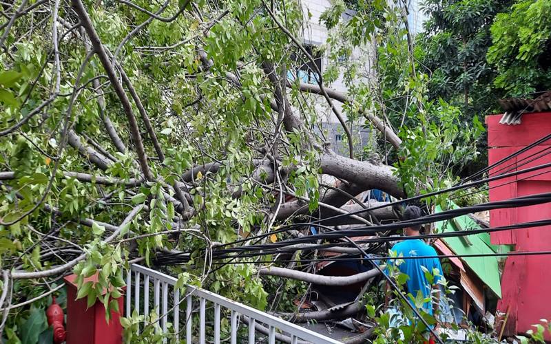 Angin kencang yang melanda jJakarta pada hari ini, Selasa (23/11/2021) menumbangkan pohon di kawasan Karet Jakarta Pusat. - Istimewa