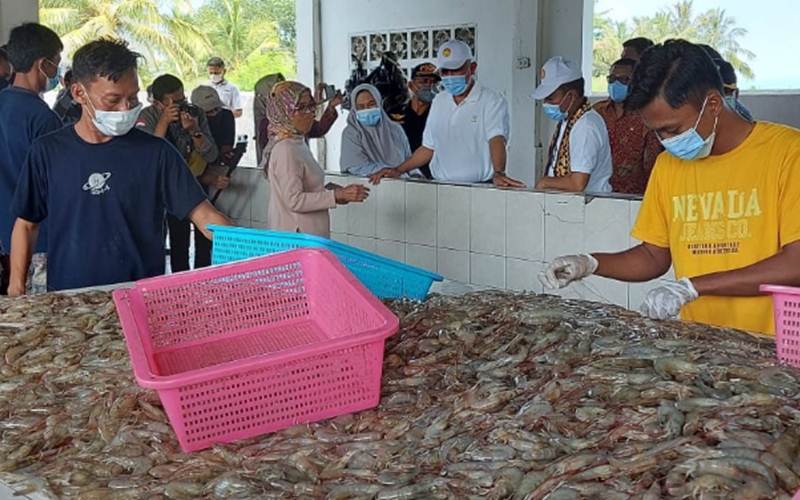 Gubernur Sumbar Mahyeldi (ketiga kanan, depan) saat melihat proses panen udang vaname dalam kunjungan kerjanya ke Lampung, Sabtu (12/6/2021). - Istimewa