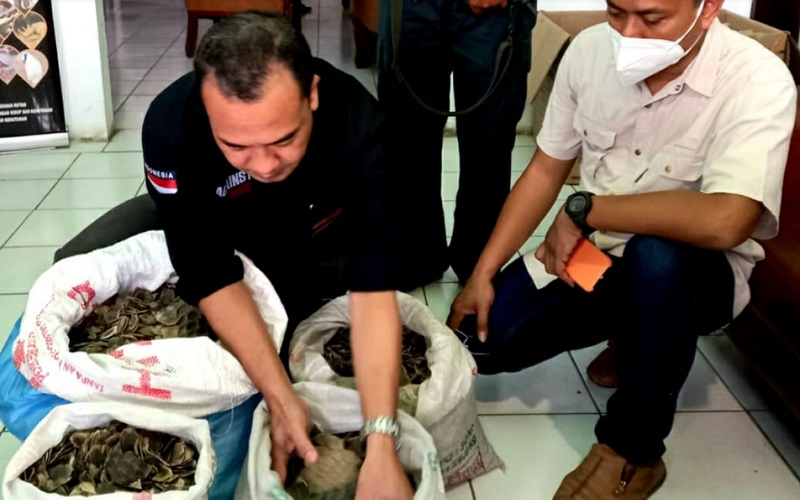 Barang bukti berupa 36,7 kilogram sisik trenggiling - Istimewa