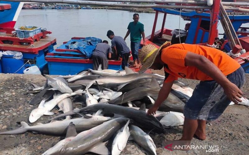 Nelayan menata hasil tangkapan ikan di PPN Idi, Kabupaten Aceh Timur, Senin (29/11/2021). - Antara/Hayaturrahmah