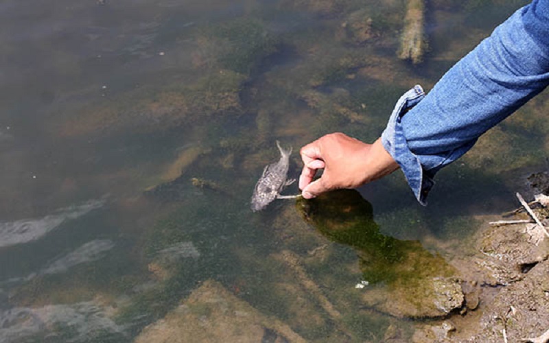 Ikan mati di Sungai Bengawan Solo akibat adanya limbah alkohol -  solopos.com.