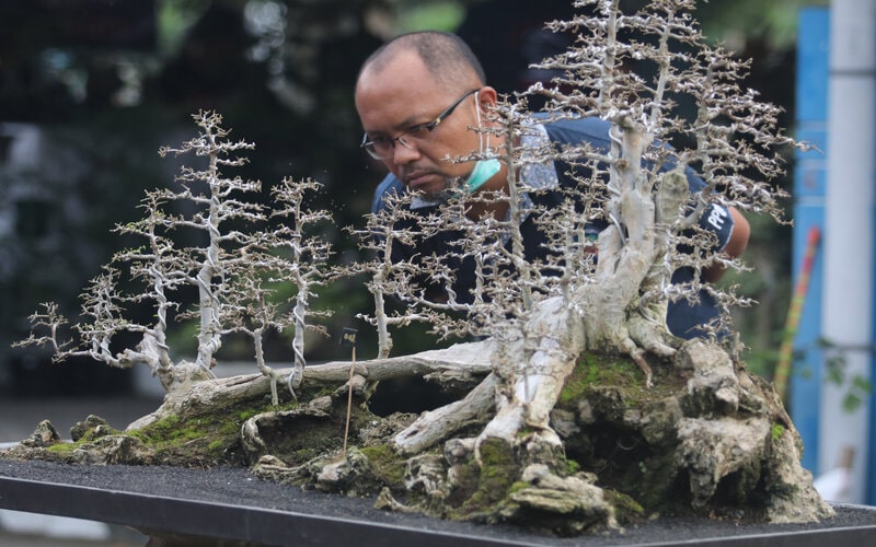 Pengunjung mengamati bonsai pada kontes bonsai yang diselenggarakan pemerintah Kediri bersama sejumlah komunitas pecinta bonsai di Kediri, Jawa Timur, Jumat (3/12/2021). Kontes tersebut diikuti sebanyak 215 peserta dari sejumlah daerah untuk menaikkan nilai jual bonsai sekaligus mendorong kreativitas petani bonsai. - Antara/Prasetia Fauzani.