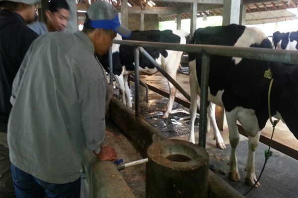 Para peternak sapi yang ikut prgram schollarship - Bisnis/Reni Efita 