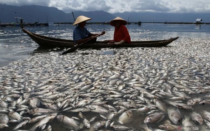 Ilustrasi - Nelayan melintas di dekat ribuan ikan keramba jaring apung yang mati di Danau Maninjau, Kabupaten Agam, Sumatera Barat, Kamis (29/4/2021). - Antara/Muhammad Arif Pribadi