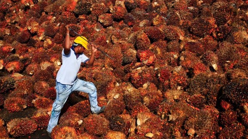 Seorang pekerja mengumpulkan buah kelapa sawit di dalam sebuah pabrik minyak sawit di Sepang, di luar Kuala Lumpur, Malaysia.  -  REUTERS / Samsul Said