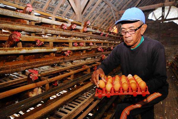Peternak mengumpulkan telur ayam di Denggungan, Banyudono, Boyolali, Jawa Tengah, Rabu (26/12/2018). - ANTARA/Aloysius Jarot Nugroho