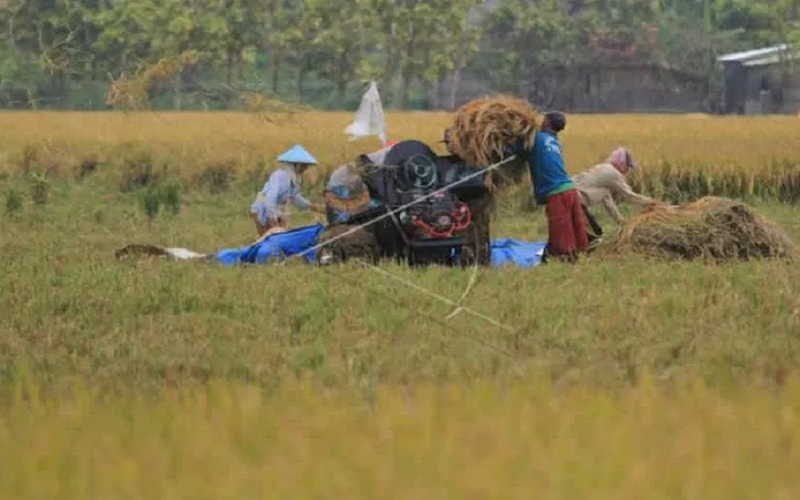 Petani memanen padi di areal sawah desa Pabean udik, Indramayu, Jawa Barat, Sabtu (20/3/2021). - Antara\r\n