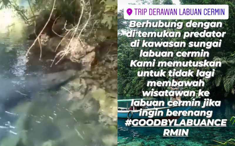 Tangkapan layar buaya sepanjang 4,7 meter ditemukan di lokasi wisata Sungai Labuan Cermain, Berau, Kalimantan Timur - Instagram/derawanhappyfuntrip, Twitter.