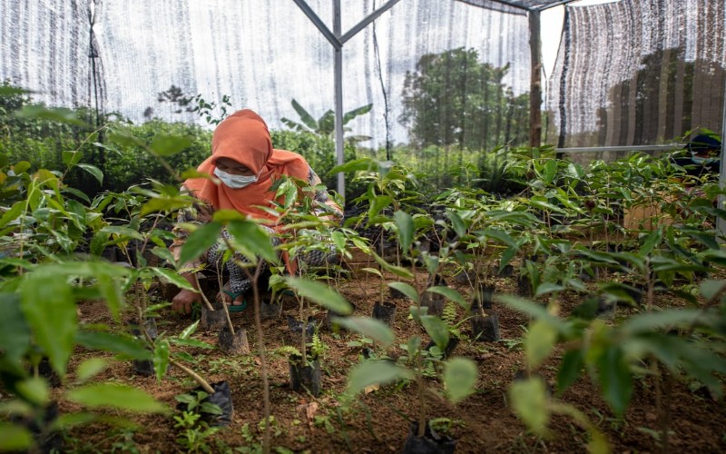 Yayasan Inisiatif Dagang Hijau dan APP Sinar Mas melaksanakan program restorasi lanskap Sembilang, Musi Banyuasin, Sumatra Selatan.  - Istimewa