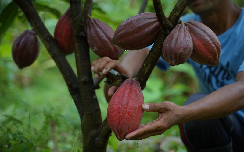 Buah kakao hasil yang dipanen oleh petani di Jembrana, Bali -  Istimewa