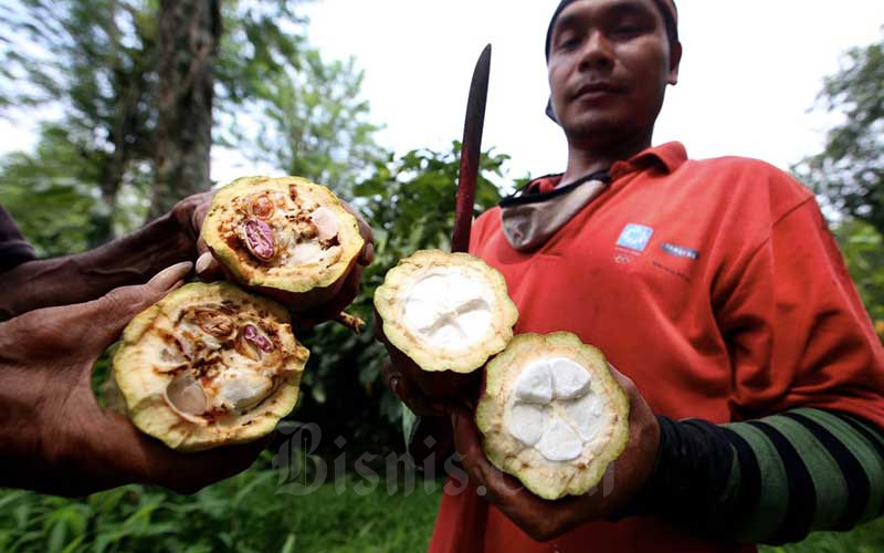 Buruh memperlihatkan perbandingan kualitas biji kakao yang buruk dan baik di perkebunan kakao Pasir Ucing, Cipeundeuy, Kabupaten Bandung Barat, Jawa Barat, Senin (1/2/2021). Bisnis - Rachman