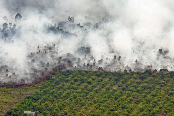 Kebakaran terjadi tidak jauh dari area perkebunan kelapa sawit di Kecamatan Tanah Putih Kabupaten Rokan Hilir, Provinsi Riau, Selasa (21/2). - Antara/FB Anggoro
