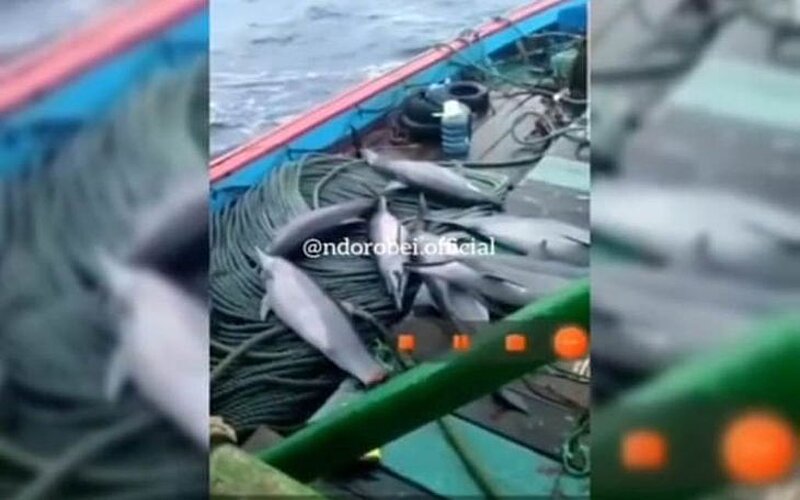 Foto tangkap layar lumba-lumba yang tertangkap jaring nelayan. - Antara