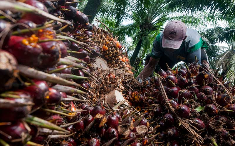 Pekerja memanen kelapa sawit di Desa Rangkasbitung Timur, Lebak, Banten, Selasa (22/9/2020).  - Antara Foto/Muhammad Bagus Khoirunas