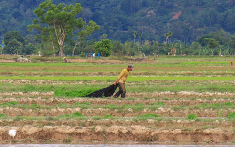 Seorang petani tengah bekerja jelang memasuki masa tanam di daerah Sutera, Kabupaten Pesisir Selatan, Sumatra Barat, Jumat (9/12/2021).  - Bisnis/Noli Hendra