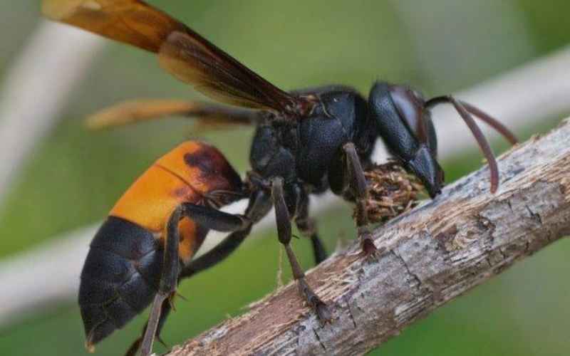 Ilustrasi tawon vespa atau tawon ndas yang bisa sebabkan kematian pada manusia - flickr.