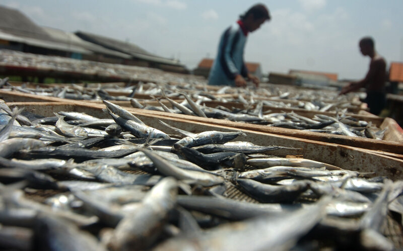 Pekerja menjemur ikan asin di rumah industri ikan asin Pelabuhan Jongor, Tegal, Jawa Tengah, Rabu (19/1/2022). Harga ikan asin mengalami kenaikan, seperti ikan asin jenis layang naik dari Rp30 ribu menjadi Rp50 ribu per kilogram disebabkan minimnya pasokan dari nelayan. - Antara/Oky Lukmansyah.