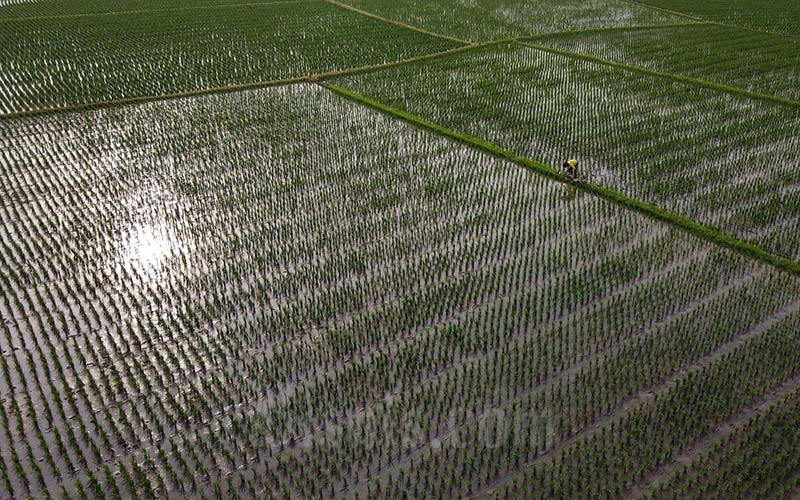 Petani beraktivitas di lahan persawahan di kawasan Teluk Naga, Kabupaten Tangerang, Banten, Senin (17/1/2022).  - Bisnis/Fanny Kusumawardhani