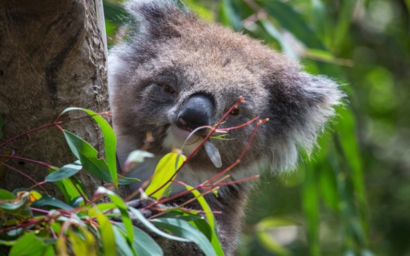 KOala di Kebun binatang Melbourne