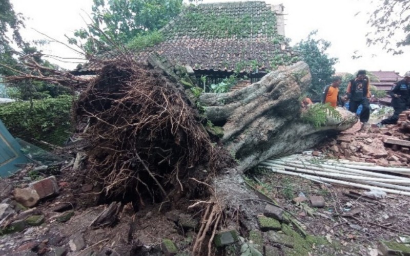 Pohon tumbang di Makam Keramat Talun Mbah Kuwu Sangkan, Kecamatan Talun.