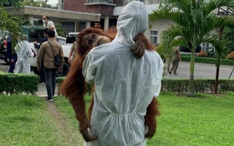 Petugas saat membawa satu orangutan Sumatra (Pongo abelii) dari kediaman Bupati Langkat nonaktif Terbit Rencana Peranginangin di Desa Raja Tengah, Kecamatan Kuala, Kabupaten Langkat, Sumatra Utara, Selasa (25/1/2022). - Istimewa