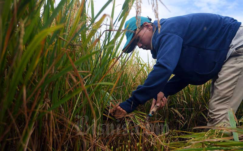 Petani memanen padi di sawah garapannya Jawa Timur, Sabtu (11/4/2020). Bisnis - Abdurachman