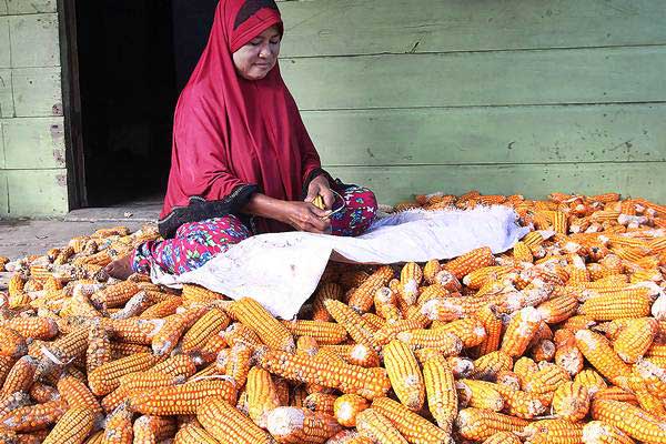 Petani mengupas biji jagung di Bagansiapiapi, Rokan Hilir, Riau, Sabtu (5/1/2019). - Antara/Aswaddy Hamid