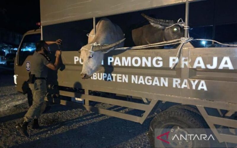 Petugas Satuan Polisi Pamong Praja Kabupaten Nagan Raya, Aceh, menangkap ternak kerbau dan sapi milik warga yang ditemukan berkeliaran di sejumlah fasilitas publik di daerah ini, Sabtu (29/1/2022) malam. - Antara/Dok. Satpol PP WH Pemkab Nagan Raya.