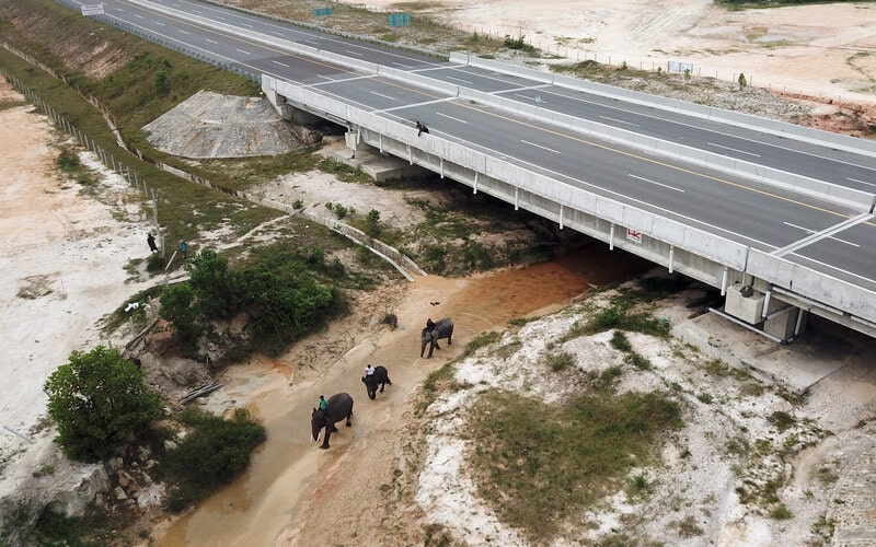 Foto udara sejumlah gajah sumatera binaan Pusat Latihan Gajah Minas Riau melewati jalur terowongan gajah di bawah Jalan Tol Pekanbaru-Dumai, Provinsi Riau, Selasa (16/3/2021). Jalan Tol Pekanbaru-Dumai yang merupakan bagian dari Tol Trans Sumatera, memiliki lima terowongan gajah yang didesain dengan aman untuk perlintasan gajah sumatera di wilayah jelajahnya yang dilintasi jalan tol sepanjang 131 kilometer itu. - Antara/FB Anggoro