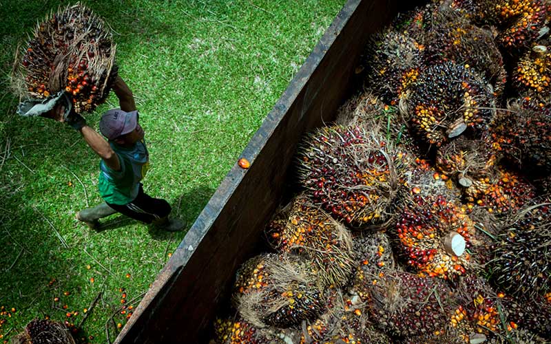Pekerja memanen kelapa sawit. - Antara/Muhammad Bagus Khoirunas