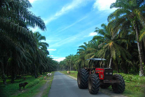 Traktor sedang melintasi kebun sawit - istimewa