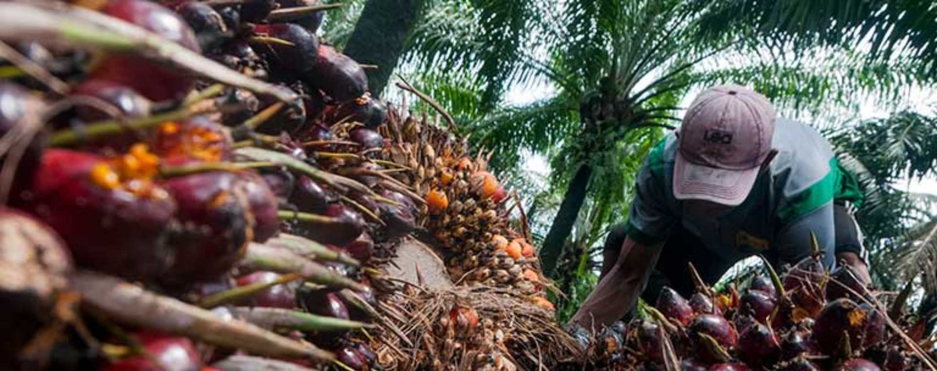 Pekerja memanen kelapa sawit di Desa Rangkasbitung Timur, Lebak, Banten, Selasa (22/9 - 2020). ANTARA FOTO / Muhammad Bagus Khoirunas