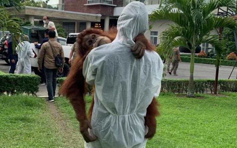 Satu individu orangutan Sumatra (Pongo abelii) ditemukan dalam kediaman pribadi Bupati Langkat nonaktif Terbit Rencana Peranginangin di Desa Raja Tengah, Kecamatan Kuala, Kabupaten Langkat, Sumatra Utara, Selasa (25/1/2022).  - Istimewa