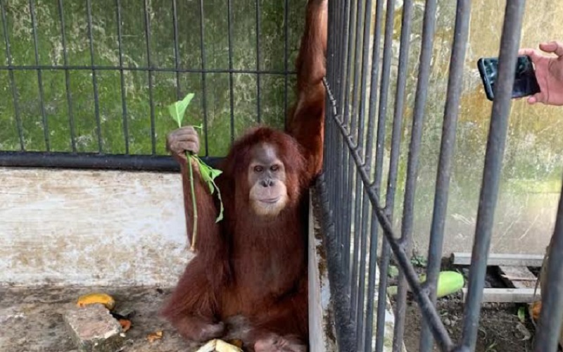 Satu individu orangutan Sumatra (Pongo abelii) ditemukan dalam kediaman pribadi Bupati Langkat nonaktif Terbit Rencana Peranginangin di Desa Raja Tengah, Kecamatan Kuala, Kabupaten Langkat, Sumatra Utara, Selasa (25/1 - 2022). (Istimewa)