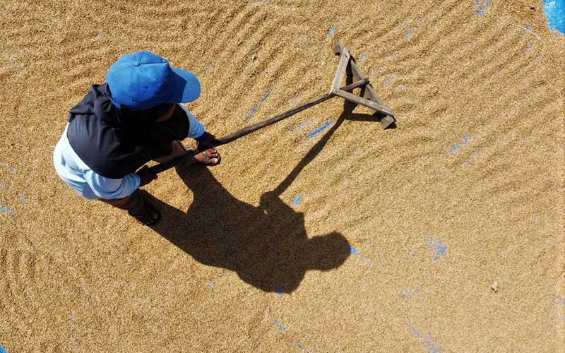 Petani menjemur padi hasil panennya di Kecamatan Ranomeeto, Sulawesi Tenggara, Senin (3/1/2022). ANTARA FOTO - Jojon