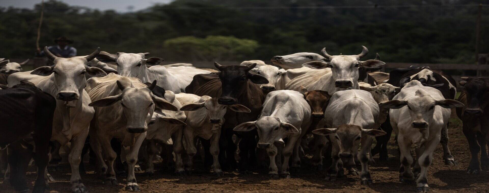 Ilustrasi peternakan sapi -  Bloomberg