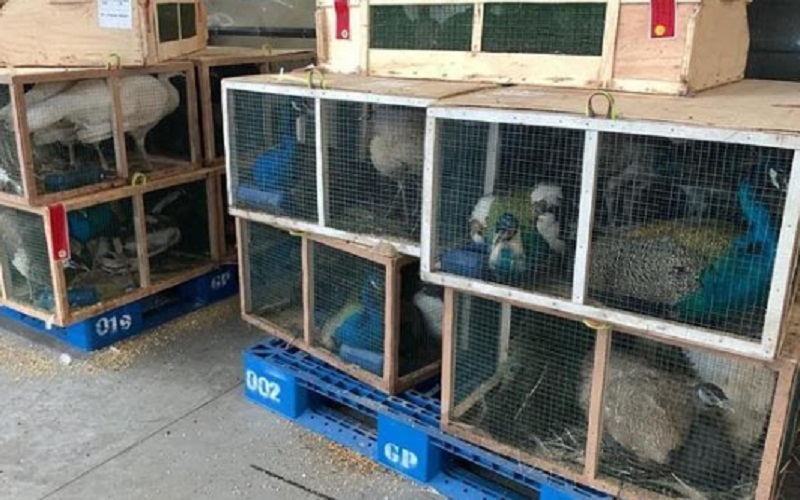 Ribuan burung impor asal Afrika Selatan dan Malaysia saat tertahan di Terminal Kargo Bandara Internasional Kualanamu, Kabupaten Deli Serdang, Sumatra Utara, Senin (28/2/2022). - Istimewa