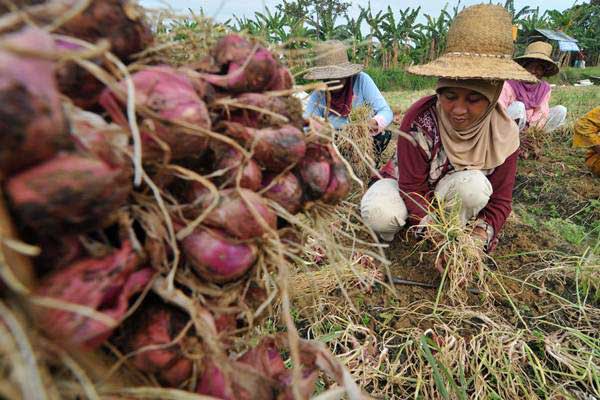 Petani panen bawang merah di Desa Taraban, Pamekasan, Jawa Timur, Senin (2/10). - ANTARA/Saiful Bahri